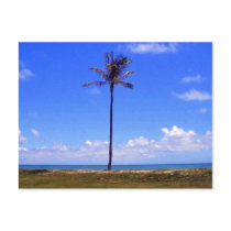 Lone Palm postcards