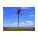 Lone Palm postcards
