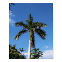 Lone Palm posters
