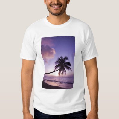 Lone palm tree at sunset, Coconut Grove beach Tee Shirt