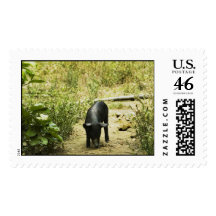 Lone Pig (2) Postage Stamps