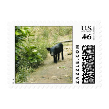 Lone Pig Postage Stamps