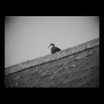 Lone Pigeon on a Roof photography