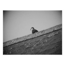 Lone Pigeon on a Roof Art Photo