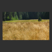 Lone Pine posters