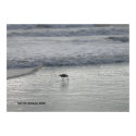 Lone Sandpiper at Watsonville Beach print