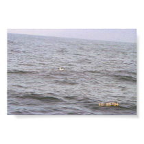 Lone Sea Gull on the Ocean posters