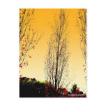 "Lone Sentinel" Post Cards