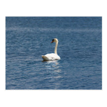 Lone Swan Postcard