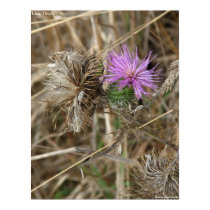 Lone Thistle posters by Bugmaster Lone Thistle posters