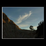 Lone Torrey Pine Postcard
