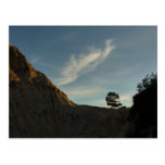Lone Torrey Pine Postcard