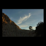 Lone Torrey Pine Poster Print