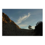 Lone Torrey Pine Poster Print