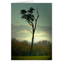 Lone Tree cards