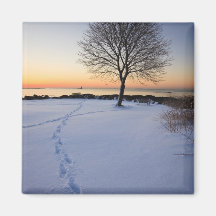 Lone tree in fresh snow at New Castle Common Magnets
