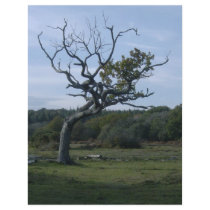 Lone tree in New Forest letterhead