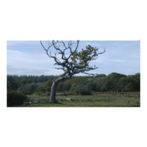 Lone tree in New Forest photo cards