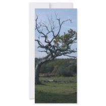 Lone tree in New Forest rack cards
