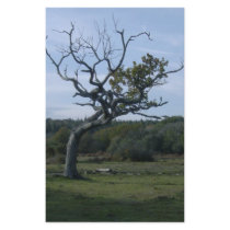 Lone tree in New Forest stationery