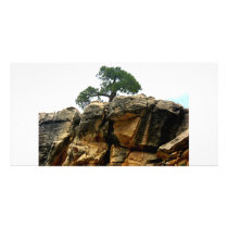 Lone Tree Photo Card photo cards