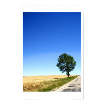 Lone Tree  posters