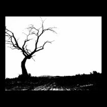 Lone Tree posters