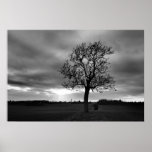 Lone Tree posters