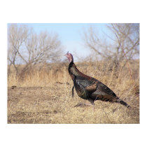 Lone Turkey posters