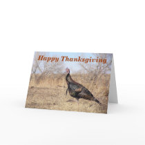 Lone Turkey Thanksgiving Card