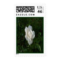 lone white rose stamp by design_girl lone white rose stamp