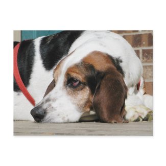 Lonely Basset Hound postcard