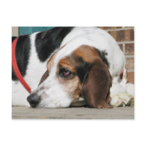 Lonely Basset Hound postcards