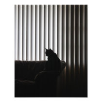 Lonely Cat Photograph
