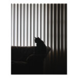Lonely Cat photography