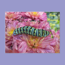 Lonely Caterpillar "missing you" postcard postcards
