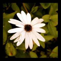 Lonely Flower posters