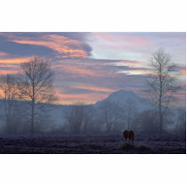 Lonely Horse Grazing Photo Cutouts