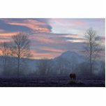 Lonely Horse Grazing Photo Cutouts