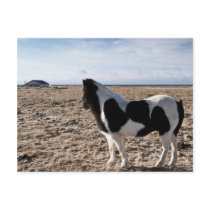 Lonely horse postcards