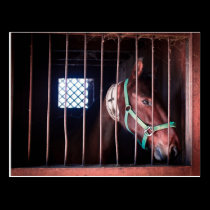 Lonely Horse postcards