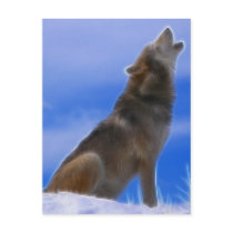 Lonely Howling Endangered Gray Wolf Post Cards