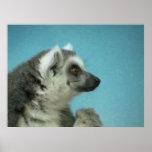 Lonely Lemur Poster
