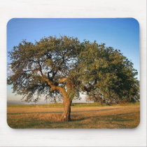 Lonely pear tree mousepads