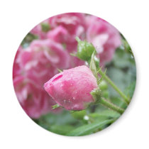 Lonely Rose magnets by windcastle Lonely Rose magnets