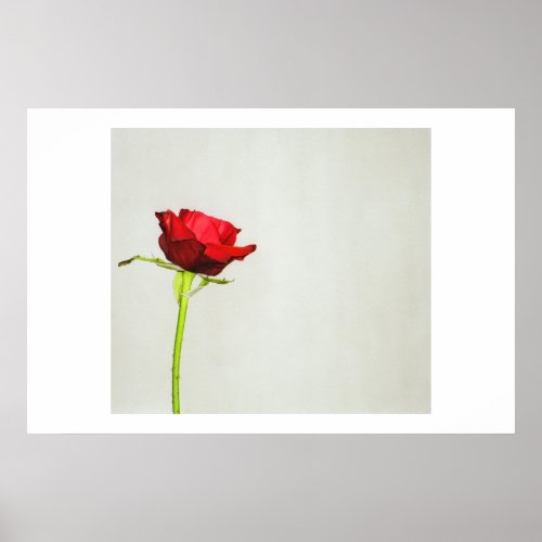 Lonely Rose print