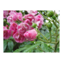 Lonely Rose posters by windcastle Lonely Rose posters