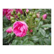 Lonely Rose - Taiwan 2008 posters by windcastle Lonely Rose - Taiwan 2008 posters