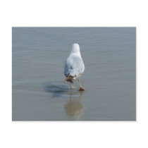 Lonely Seagull postcards