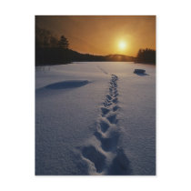 Lonely Snow Walk postcards